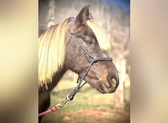 Rocky Mountain Horse, Caballo castrado, 5 años, 142 cm, Tordo rodado