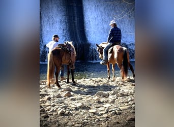 Rocky Mountain Horse, Caballo castrado, 5 años, 142 cm, Tordo rodado