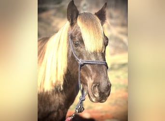 Rocky Mountain Horse, Caballo castrado, 5 años, 142 cm, Tordo rodado