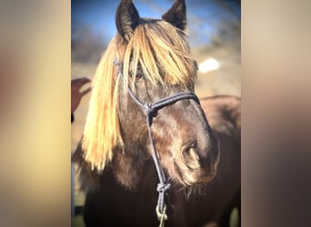 Rocky Mountain Horse, Caballo castrado, 5 años, 142 cm, Tordo rodado