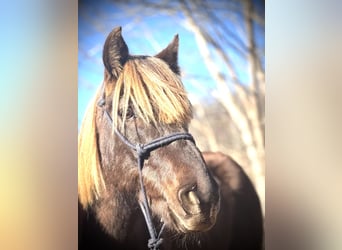 Rocky Mountain Horse, Caballo castrado, 5 años, 142 cm, Tordo rodado