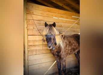 Rocky Mountain Horse, Caballo castrado, 5 años, 142 cm, Tordo rodado