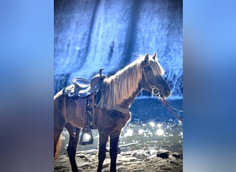 Rocky Mountain Horse, Caballo castrado, 5 años, 142 cm, Tordo rodado