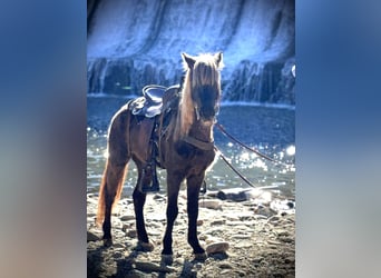 Rocky Mountain Horse, Caballo castrado, 5 años, 142 cm, Tordo rodado