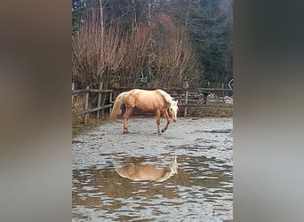 Rocky Mountain Horse, Caballo castrado, 5 años, 150 cm, Palomino