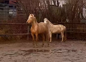 Rocky Mountain Horse, Caballo castrado, 5 años, 150 cm, Palomino