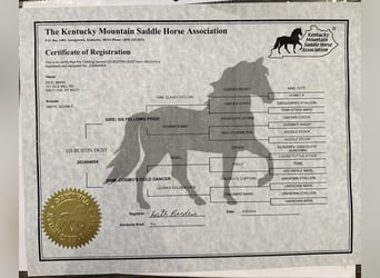 Rocky Mountain Horse, Caballo castrado, 5 años, 152 cm, Alazán rojizo