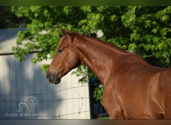 Rocky Mountain Horse, Caballo castrado, 5 años, 152 cm, Alazán rojizo