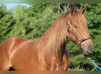 Rocky Mountain Horse, Caballo castrado, 5 años, 152 cm, Alazán rojizo