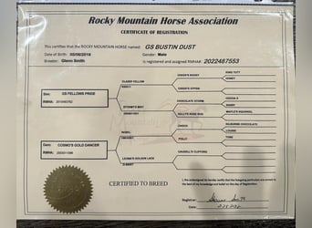 Rocky Mountain Horse, Caballo castrado, 5 años, 152 cm, Alazán rojizo