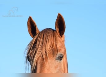 Rocky Mountain Horse, Caballo castrado, 5 años, 152 cm, Alazán rojizo