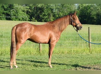 Rocky Mountain Horse, Caballo castrado, 5 años, 152 cm, Alazán rojizo