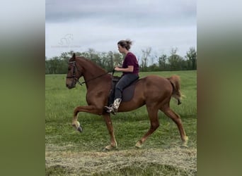 Rocky Mountain Horse, Caballo castrado, 5 años, 152 cm, Alazán rojizo