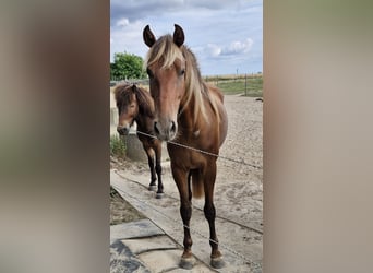 Rocky Mountain Horse, Caballo castrado, 5 años, 156 cm