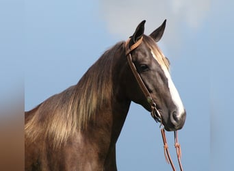 Rocky Mountain Horse, Caballo castrado, 6 años, 142 cm, Castaño claro