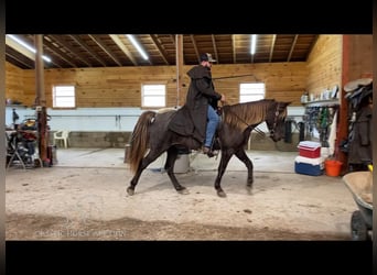 Rocky Mountain Horse, Caballo castrado, 6 años, 152 cm, Castaño