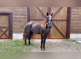 Rocky Mountain Horse, Caballo castrado, 6 años, 152 cm, Castaño