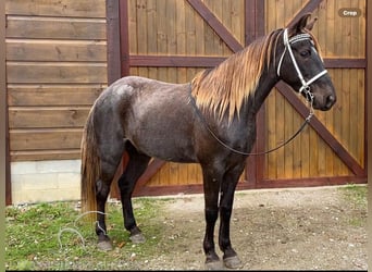 Rocky Mountain Horse, Caballo castrado, 6 años, 152 cm, Castaño