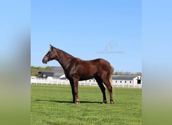 Rocky Mountain Horse, Caballo castrado, 7 años, 142 cm, Castaño