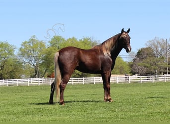 Rocky Mountain Horse, Caballo castrado, 7 años, 142 cm, Castaño