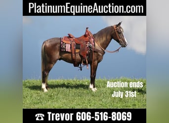 Rocky Mountain Horse, Caballo castrado, 7 años, 145 cm, Castaño