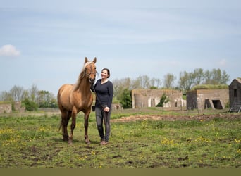 Rocky Mountain Horse, Caballo castrado, 7 años, 154 cm, Buckskin/Bayo