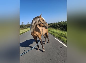 Rocky Mountain Horse, Caballo castrado, 7 años, 154 cm, Buckskin/Bayo