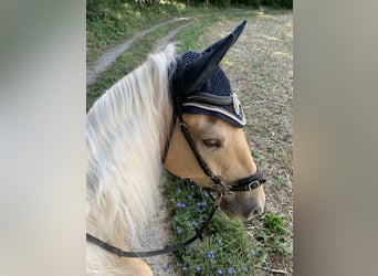 Rocky Mountain Horse, Caballo castrado, 7 años, 155 cm, Palomino