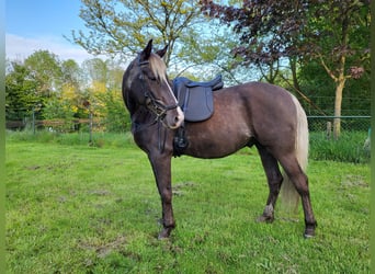 Rocky Mountain Horse, Caballo castrado, 7 años, 158 cm