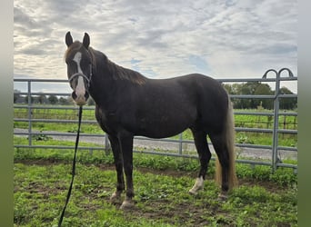 Rocky Mountain Horse, Caballo castrado, 7 años, 158 cm