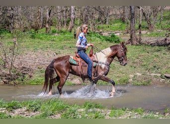 Rocky Mountain Horse, Caballo castrado, 7 años, Tobiano-todas las-capas