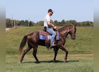 Rocky Mountain Horse, Caballo castrado, 9 años, Champán
