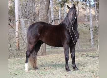 Rocky Mountain Horse, Castrone, 10 Anni, Baio