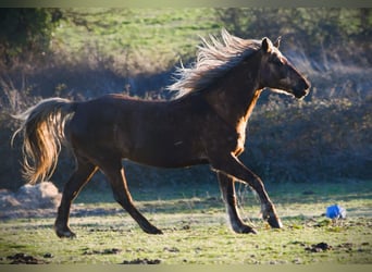 Rocky Mountain Horse, Castrone, 11 Anni, 154 cm, Baio