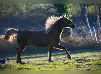 Rocky Mountain Horse, Castrone, 11 Anni, 154 cm, Baio