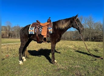 Rocky Mountain Horse, Castrone, 11 Anni, 155 cm, Baio