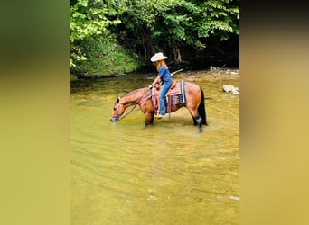 Rocky Mountain Horse, Castrone, 12 Anni, 152 cm, Baio ciliegia