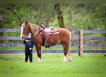 Rocky Mountain Horse, Castrone, 12 Anni, 152 cm, Baio
