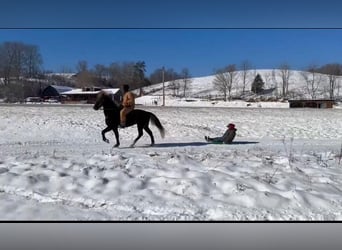 Rocky Mountain Horse, Castrone, 12 Anni, 155 cm, Baio