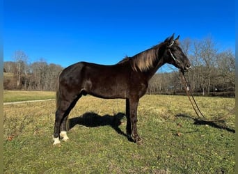 Rocky Mountain Horse, Castrone, 12 Anni, 155 cm, Baio