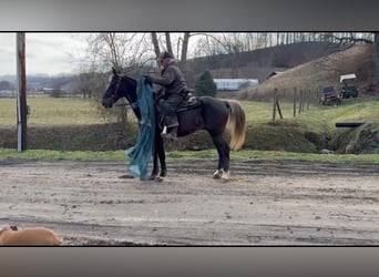 Rocky Mountain Horse, Castrone, 12 Anni, 155 cm, Baio