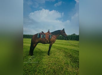 Rocky Mountain Horse, Castrone, 13 Anni, 152 cm, Baio ciliegia