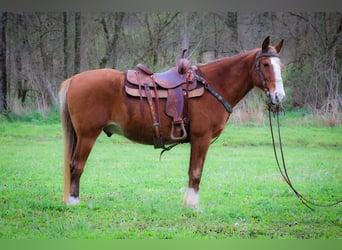 Rocky Mountain Horse, Castrone, 13 Anni, 152 cm, Baio