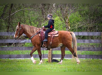 Rocky Mountain Horse, Castrone, 13 Anni, 152 cm, Baio