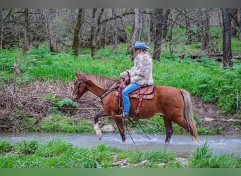 Rocky Mountain Horse, Castrone, 13 Anni, 152 cm, Baio