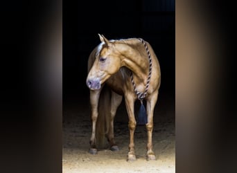 Rocky Mountain Horse, Castrone, 13 Anni, 152 cm, Palomino