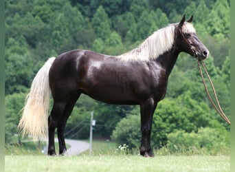 Rocky Mountain Horse, Castrone, 13 Anni, 155 cm, Baio