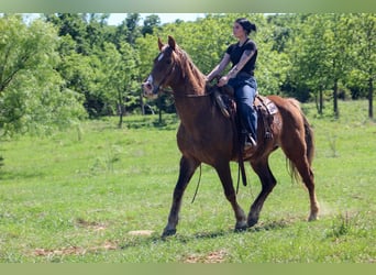 Rocky Mountain Horse, Castrone, 14 Anni, 142 cm, Palomino