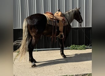 Rocky Mountain Horse, Castrone, 14 Anni, 147 cm