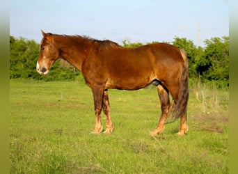 Rocky Mountain Horse, Castrone, 14 Anni, 152 cm, Palomino